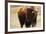 Montana Bison-Jason Savage-Framed Giclee Print