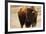 Montana Bison-Jason Savage-Framed Giclee Print