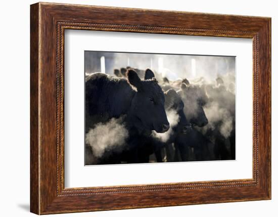 Montana Cattle-Jason Savage-Framed Art Print