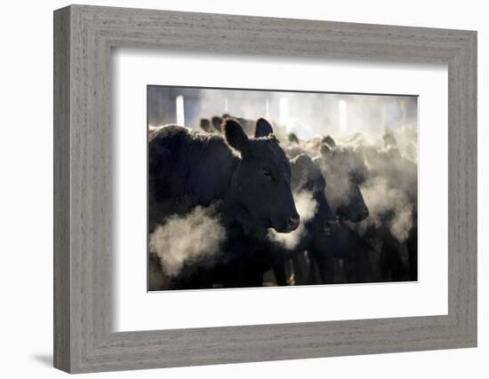 Montana Cattle-Jason Savage-Framed Art Print