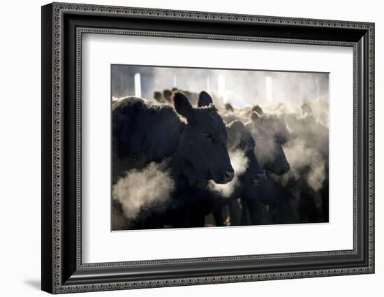 Montana Cattle-Jason Savage-Framed Art Print