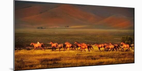 Montana Dreaming-Lisa Dearing-Mounted Photographic Print