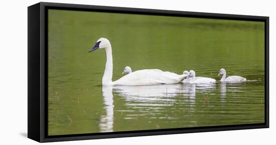 Montana, Elk Lake, a Trumpeter Swan Adult Swims with Four of it's Cygnets-Elizabeth Boehm-Framed Premier Image Canvas