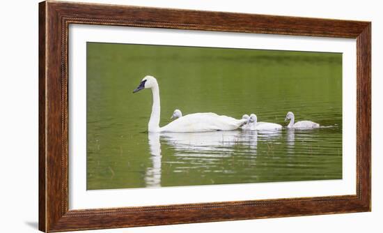 Montana, Elk Lake, a Trumpeter Swan Adult Swims with Four of it's Cygnets-Elizabeth Boehm-Framed Photographic Print