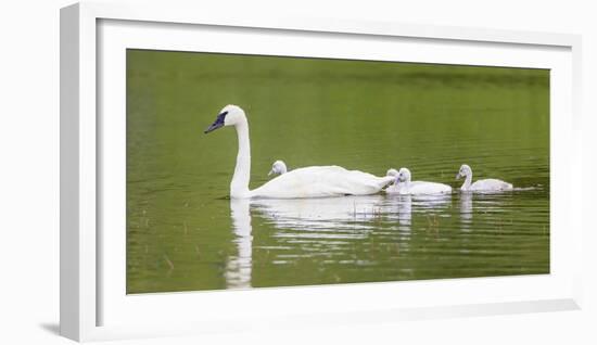 Montana, Elk Lake, a Trumpeter Swan Adult Swims with Four of it's Cygnets-Elizabeth Boehm-Framed Photographic Print