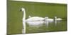 Montana, Elk Lake, a Trumpeter Swan Adult Swims with Four of it's Cygnets-Elizabeth Boehm-Mounted Photographic Print