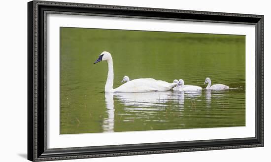 Montana, Elk Lake, a Trumpeter Swan Adult Swims with Four of it's Cygnets-Elizabeth Boehm-Framed Photographic Print