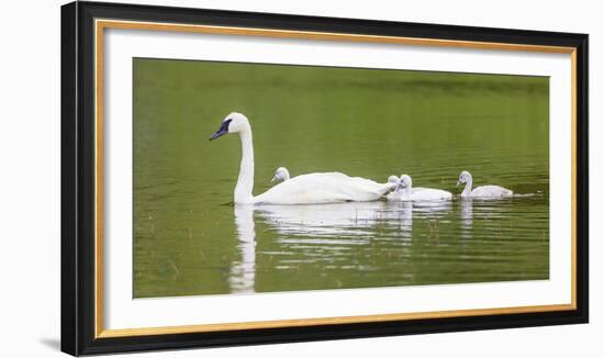 Montana, Elk Lake, a Trumpeter Swan Adult Swims with Four of it's Cygnets-Elizabeth Boehm-Framed Photographic Print