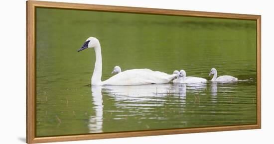 Montana, Elk Lake, a Trumpeter Swan Adult Swims with Four of it's Cygnets-Elizabeth Boehm-Framed Premier Image Canvas