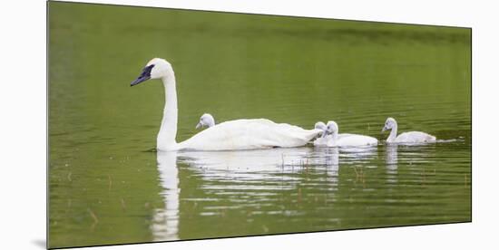 Montana, Elk Lake, a Trumpeter Swan Adult Swims with Four of it's Cygnets-Elizabeth Boehm-Mounted Premium Photographic Print