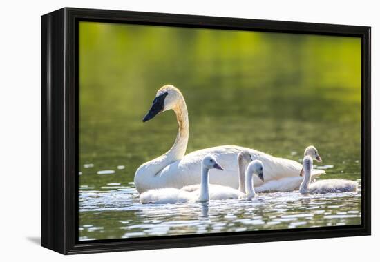 Montana, Elk Lake, a Trumpeter Swan Swims with Five of Her Cygnets-Elizabeth Boehm-Framed Premier Image Canvas