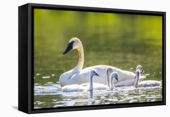 Montana, Elk Lake, a Trumpeter Swan Swims with Five of Her Cygnets-Elizabeth Boehm-Framed Premier Image Canvas