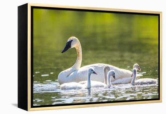 Montana, Elk Lake, a Trumpeter Swan Swims with Five of Her Cygnets-Elizabeth Boehm-Framed Premier Image Canvas