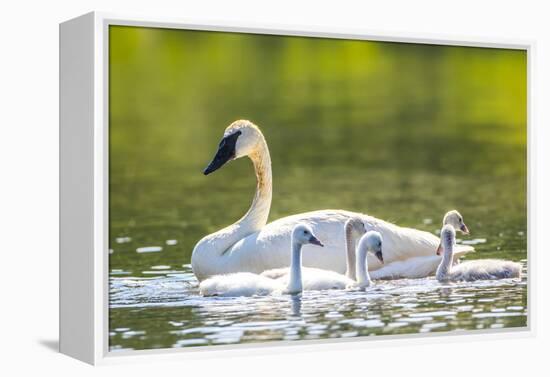 Montana, Elk Lake, a Trumpeter Swan Swims with Five of Her Cygnets-Elizabeth Boehm-Framed Premier Image Canvas