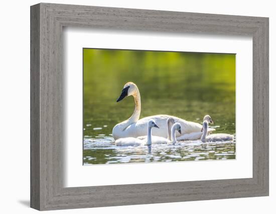 Montana, Elk Lake, a Trumpeter Swan Swims with Five of Her Cygnets-Elizabeth Boehm-Framed Photographic Print