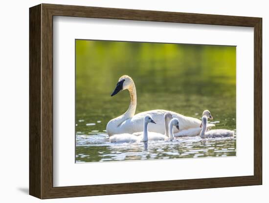 Montana, Elk Lake, a Trumpeter Swan Swims with Five of Her Cygnets-Elizabeth Boehm-Framed Photographic Print