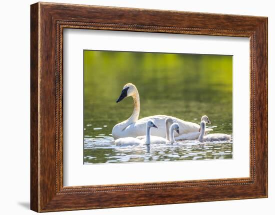 Montana, Elk Lake, a Trumpeter Swan Swims with Five of Her Cygnets-Elizabeth Boehm-Framed Photographic Print