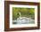 Montana, Elk Lake, a Trumpeter Swan Swims with Five of Her Cygnets-Elizabeth Boehm-Framed Photographic Print