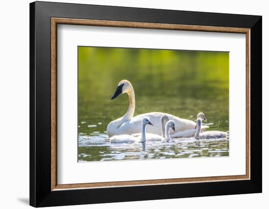 Montana, Elk Lake, a Trumpeter Swan Swims with Five of Her Cygnets-Elizabeth Boehm-Framed Photographic Print