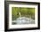 Montana, Elk Lake, a Trumpeter Swan Swims with Five of Her Cygnets-Elizabeth Boehm-Framed Photographic Print