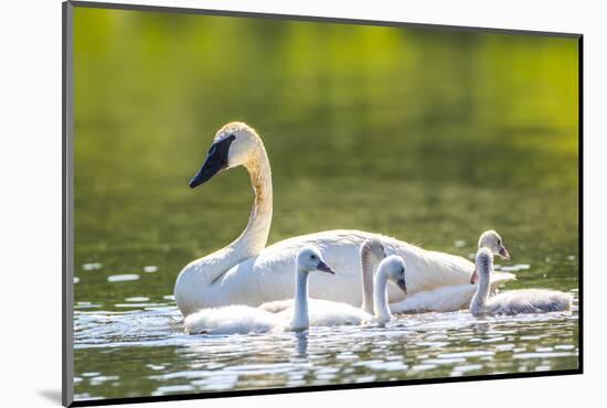 Montana, Elk Lake, a Trumpeter Swan Swims with Five of Her Cygnets-Elizabeth Boehm-Mounted Photographic Print