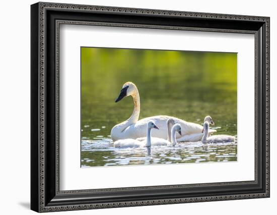 Montana, Elk Lake, a Trumpeter Swan Swims with Five of Her Cygnets-Elizabeth Boehm-Framed Photographic Print