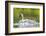 Montana, Elk Lake, a Trumpeter Swan Swims with Five of Her Cygnets-Elizabeth Boehm-Framed Photographic Print