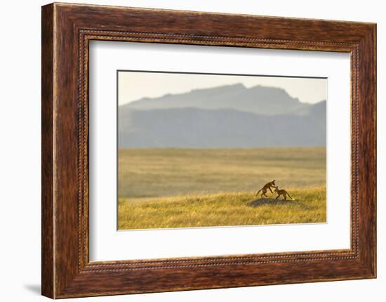 Montana Fox Kits-Jason Savage-Framed Art Print