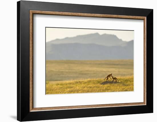 Montana Fox Kits-Jason Savage-Framed Art Print