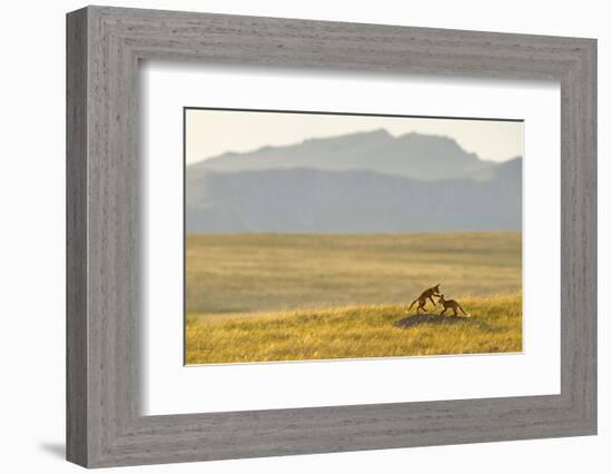 Montana Fox Kits-Jason Savage-Framed Art Print