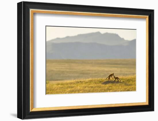 Montana Fox Kits-Jason Savage-Framed Art Print