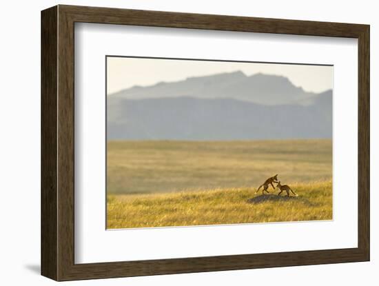 Montana Fox Kits-Jason Savage-Framed Art Print