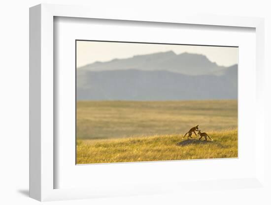 Montana Fox Kits-Jason Savage-Framed Art Print