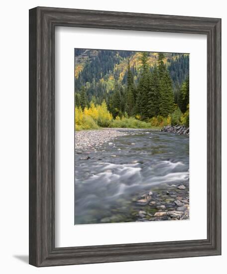 Montana, Glacier National Park, Cottonwood and Birch, and Conifers in Upper Mcdonald Valley-John Barger-Framed Photographic Print