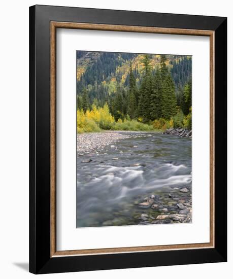 Montana, Glacier National Park, Cottonwood and Birch, and Conifers in Upper Mcdonald Valley-John Barger-Framed Photographic Print