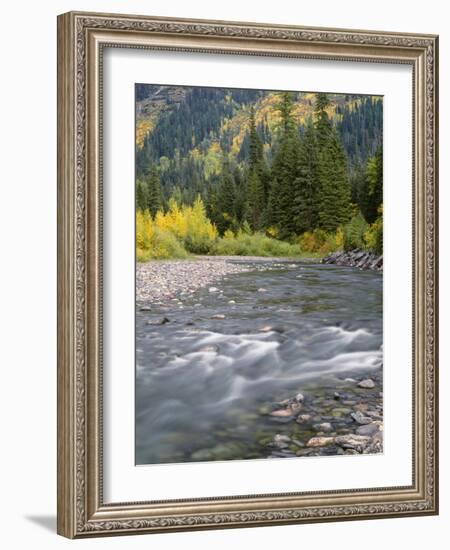 Montana, Glacier National Park, Cottonwood and Birch, and Conifers in Upper Mcdonald Valley-John Barger-Framed Photographic Print