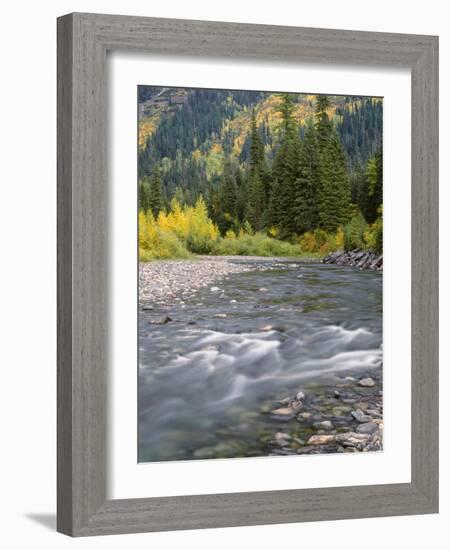 Montana, Glacier National Park, Cottonwood and Birch, and Conifers in Upper Mcdonald Valley-John Barger-Framed Photographic Print