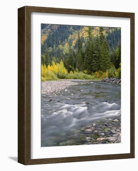 Montana, Glacier National Park, Cottonwood and Birch, and Conifers in Upper Mcdonald Valley-John Barger-Framed Photographic Print