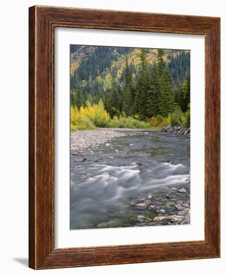 Montana, Glacier National Park, Cottonwood and Birch, and Conifers in Upper Mcdonald Valley-John Barger-Framed Photographic Print