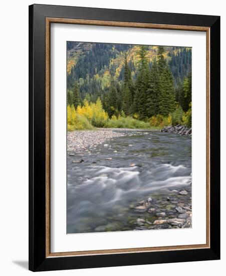 Montana, Glacier National Park, Cottonwood and Birch, and Conifers in Upper Mcdonald Valley-John Barger-Framed Photographic Print