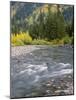 Montana, Glacier National Park, Cottonwood and Birch, and Conifers in Upper Mcdonald Valley-John Barger-Mounted Photographic Print