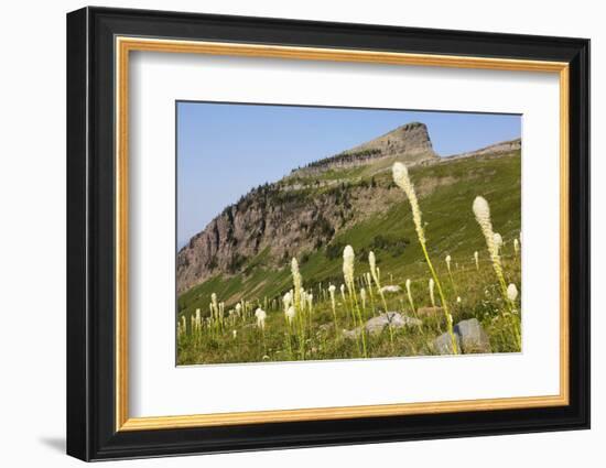 Montana, Glacier NP, Bear Grass Along Highline Trail-Jamie & Judy Wild-Framed Photographic Print