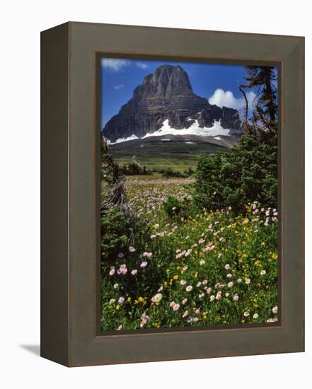 Montana, Glacier NP. Clements Mountain and Field of Arnica and Asters-Steve Terrill-Framed Premier Image Canvas