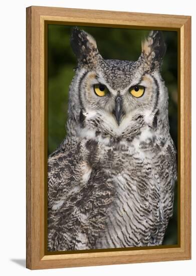 Montana Great Horned Owl Adult-null-Framed Premier Image Canvas