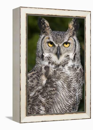 Montana Great Horned Owl Adult-null-Framed Premier Image Canvas