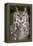 Montana Great Horned Owl Adult-null-Framed Premier Image Canvas