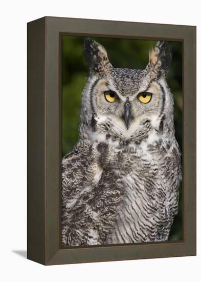 Montana Great Horned Owl Adult-null-Framed Premier Image Canvas