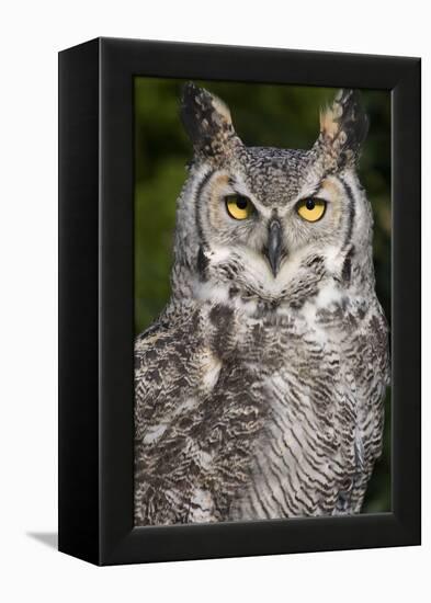 Montana Great Horned Owl Adult-null-Framed Premier Image Canvas