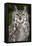 Montana Great Horned Owl Adult-null-Framed Premier Image Canvas