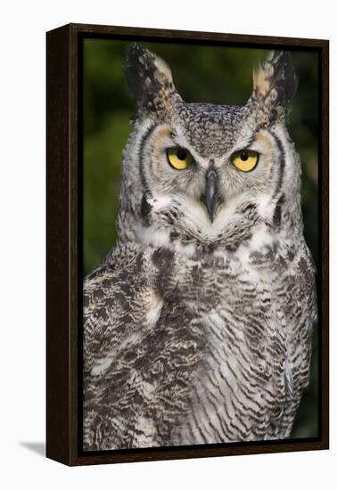 Montana Great Horned Owl Adult-null-Framed Premier Image Canvas